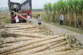 广西有种神奇“甘蔗”，用手就能撕掉皮，长得像一棵树，你见过吗图片
