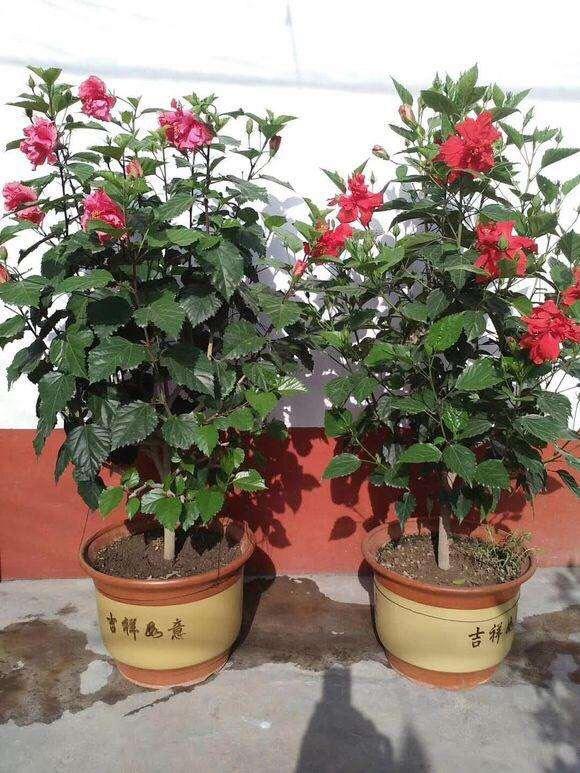 盆栽扶桑花,注意1个"施肥技巧",才能勤开花,冬季也开花不断