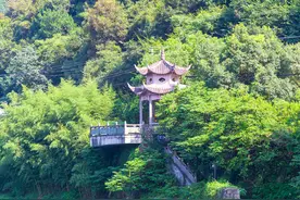 浓荫蔽日｜宁波有个小清新古树群，带你一秒入秋图片