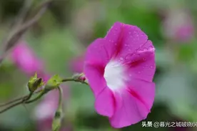 心中千千结，宜解不宜结图片