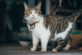 田园狸花猫为什么还有人抢着养？看完这几点，才知它们有多好图片