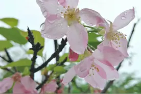 自在飞花轻似梦，无边丝雨细如愁。图片