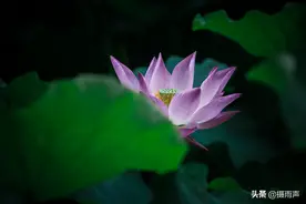 雨林夜听：雨中的思念图片