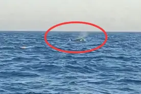 辽宁海域出现三头“杀人鲸”，渔船不跑反拍照，虎鲸真的杀人吗？图片