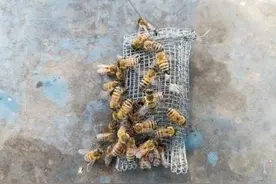 中蜂囚王须谨慎图片