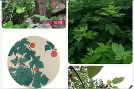构树枯死后能够长出种菌类，有的有毒，有的是美味，有的特殊功效图片