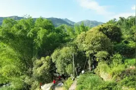 快看！安溪这个小山村又下起了黄金雨图片