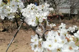 你见过日本梨树吗？山东省海阳市就有，而且梨树花开了很漂亮图片