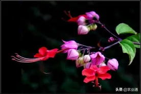 每日一花（龙吐珠）图片
