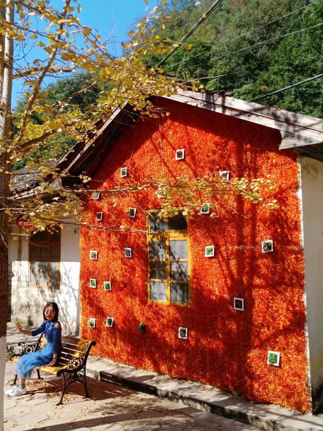 秋风吻尽银杏叶，艳遇醉美帽子峰