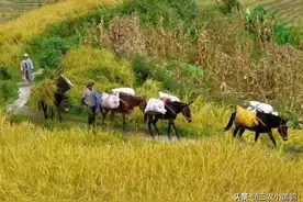 2021是辛丑年，老话说“四马驼谷，十鼠抢粮”，啥意思？图片