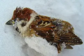 麻雀在我国随处可见，但为什么麻雀尸体这么少见？图片