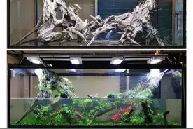 8款鱼缸造景过程：从裸缸到壮观的森林草缸图片