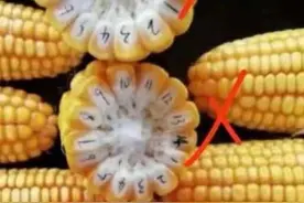 高手总结：快速帮你识别转基因和非转基因食物图片