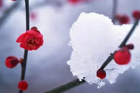 先苦后甜，越挫越勇的星座，默默耕耘，不放弃，成就大BOSS图片