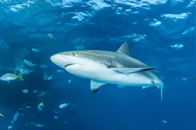 “处女生子”全是雌性鲨鱼的水族箱里出生了一只小鲨鱼图片