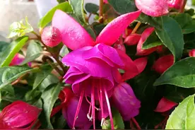 露养的倒挂金钟盆栽，开完花以后为什么越来越枯萎了，枝干还发软图片