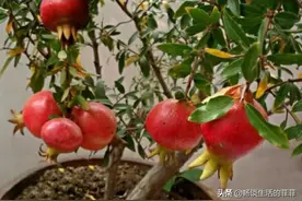 石榴种子的催芽方法图片