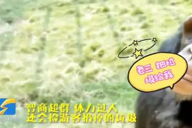 大猩猩“老三”火了！能听懂山东方言，还能捡游客扔的垃圾图片