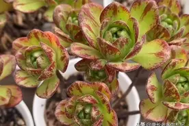 小狐狸小巧可爱，但它实际是法师系多肉品种，需要跟法师一样养护图片