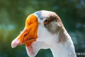 21个冷知识：看起来很愚蠢，但实际上得到过肯定的奇怪知识图片