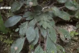 探秘蒙自天坑 寻找极危物种图片