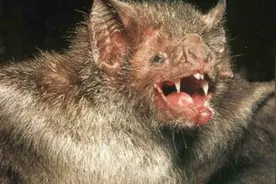 科学家早就给出答案：人类消灭蝙蝠会造成怎样的毁灭性后果？图片