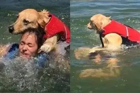 45张难得一见的图片，可爱有趣搞笑的动物们！无PS的真实照片图片