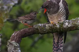 当鸟类发现自己养了一只杜鹃的雏鸟时，它们会作何反应？图片