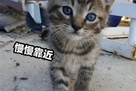 男子在工地偶遇流氓猫，猫咪勇敢迈出第一步，从此不再露宿街头图片