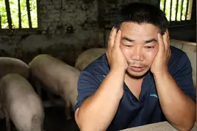 十大猪企补贴近5亿！仔猪15元/斤却没人要，农民为啥不养猪了？图片