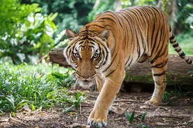 怀孕对老虎的影响有多大？它会不会因此而丧命？图片