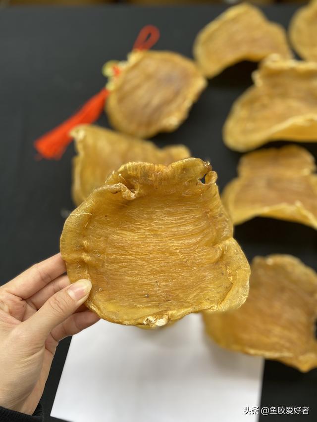 真品红鸡赤嘴鱼胶图片 真品红鸡赤嘴鱼胶图片及价格