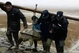 解谜“1965年黄河捕获巨龟”的传说！龟鳖类最大能长多大？图片