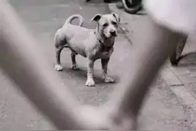 论一个舔狗的自我修养图片