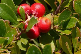 美白亮肤的天然成分熊果苷有什么用？图片