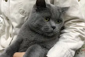 路上看到流浪猫，可以直接抱回家吗？如何正确收养一只流浪猫？