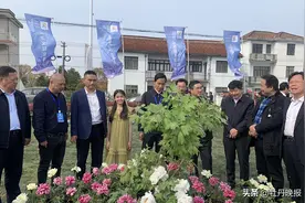 以花为媒，菏泽牡丹香飘上海滩——2020世界牡丹大会上海崇明分会场开幕图片