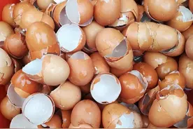 厨余垃圾蛋壳养花，效果虽好，但“少了2步”害处真多图片