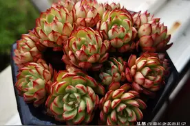 秋天扦插的无根多肉多久可以浇水？其品种不一样，浇水时间也不同图片