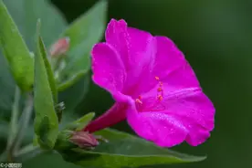 花卉摄影：人称罗密欧与朱丽叶之花的紫茉莉，代表坚贞质朴成熟美图片