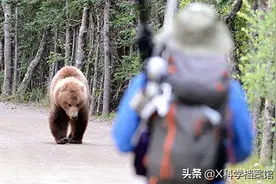 为了躲避饥饿的熊，夫妇俩被困树上整整十天，野外遇到熊该怎么办图片