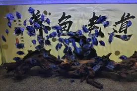 鱼缸里发现鱼卵，未必是件高兴的事，不是每次都可迎接小鱼到来图片