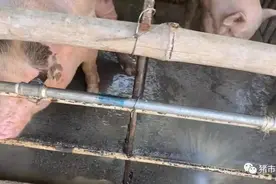 母猪的中药三宝？图片