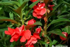 「走近中药」染指甲花-“凤仙透骨草”的小情怀图片