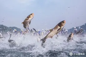 想吃千岛湖鱼头的人，好多都吃了亏（防坑攻略）图片