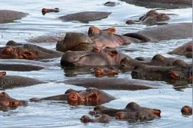 河马在陆地上“暴揍”狮子，水里降服鳄鱼，如此强的它有天敌吗？图片