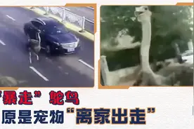 街头惊现“暴走”鸵鸟 原是宠物“离家出走”图片
