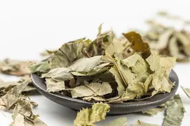 说说中药里的小蓝片——“淫羊藿”图片