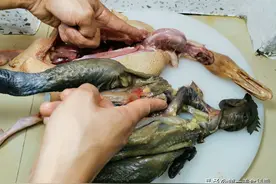 为什么现在这么多人患癌得病？看看我们吃的鸡鸭子，您就知道了图片